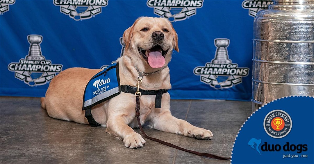 Meet Barclay, the Blues assistance dog at Urban Chestnut in The